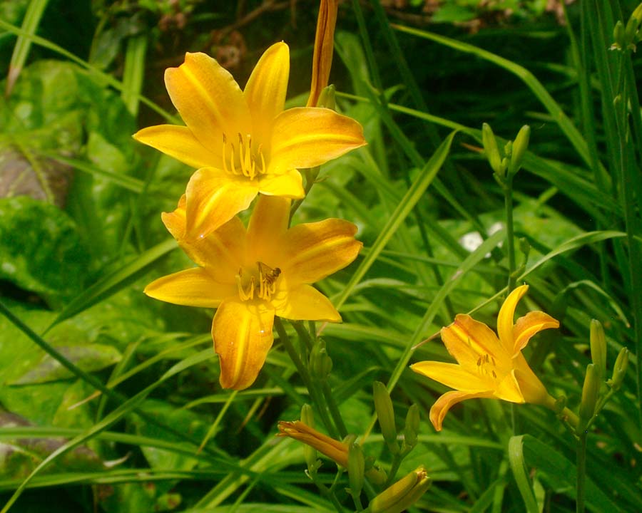 Hemerocallis mutiflora - Funnel shaped flowers yellow with orange flush