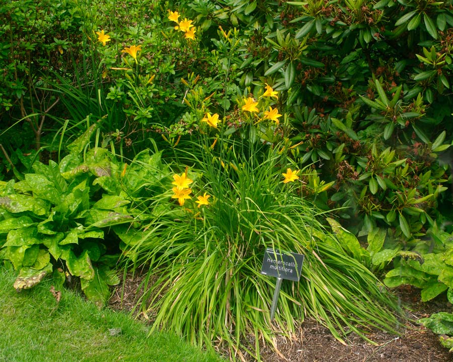 Hemerocallis multiflora - clumping plant with grass-like leaves and yellow flowers on branching stems