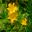 Hemerocallis mutiflora - Funnel shaped flowers yellow with orange flush