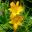 Hemerocallis multiflora - each stem has many yellow funnel shaped flowers