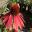 Echinacea purpurea 'Cheyene Spirit'