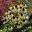 Echinacea purpurea 'Jade'