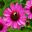 Echinacea purpurea 'Magnus'