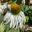 Echinacea purpurea 'White Swan'