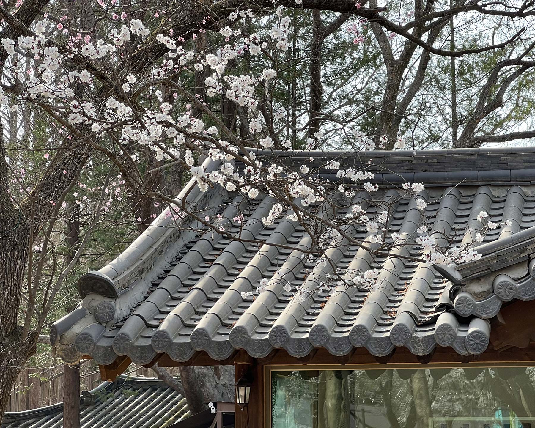 Magnolia denudata - seen in South Korea