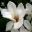 Magnolia denudata - photo Kenpei