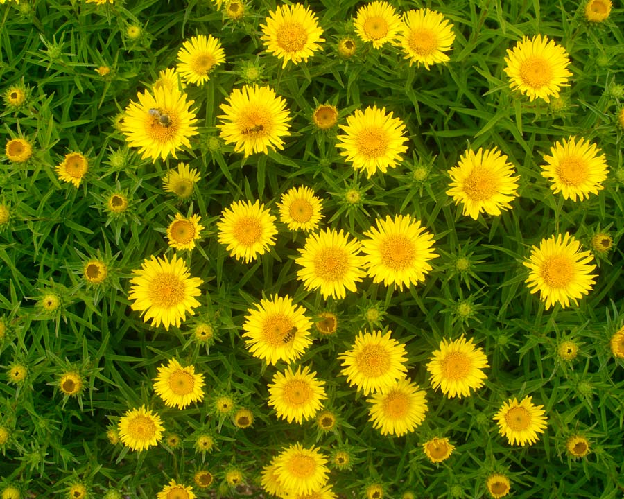 Inula ensifolia - yellow daisy-like flowers attract bees and butterflies