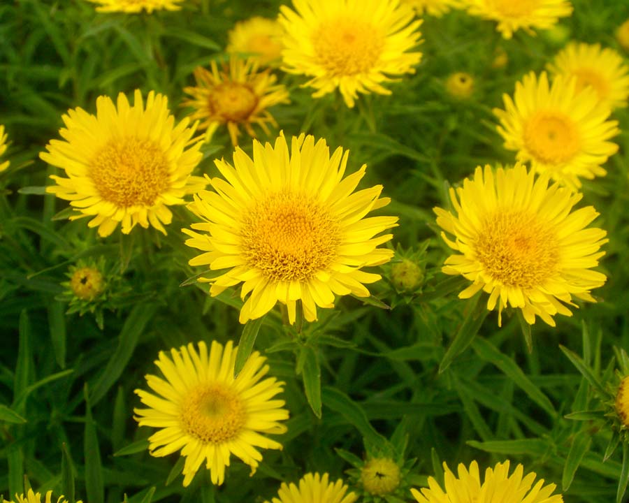 The yellow daisy flowers of Inula ensifolia