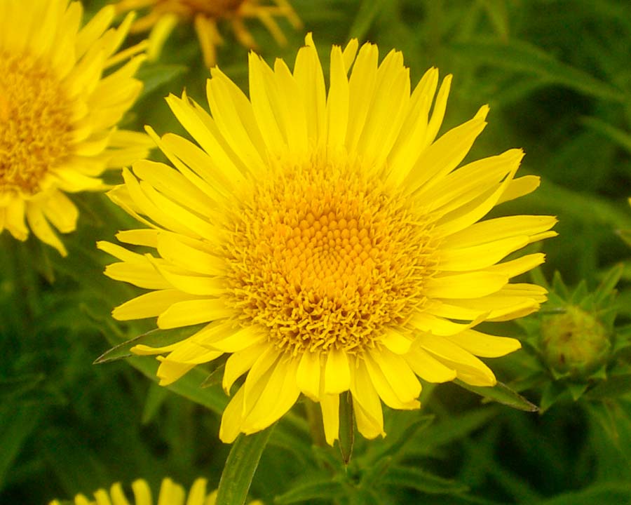 The yellow daisy flowers of Inula ensifolia