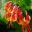 Lilium pardalinum - flowers are Turk's-cap shaped, red-orange, with numerous brown spots