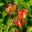 Lilium pardalinum - Turk's-cap shaped flowers, red-orange, with numerous brown spots