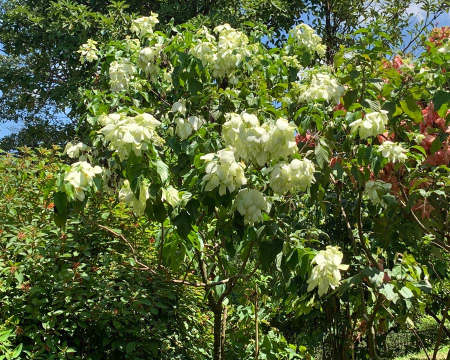 Mussaenda philippa - medium size tropical shrub