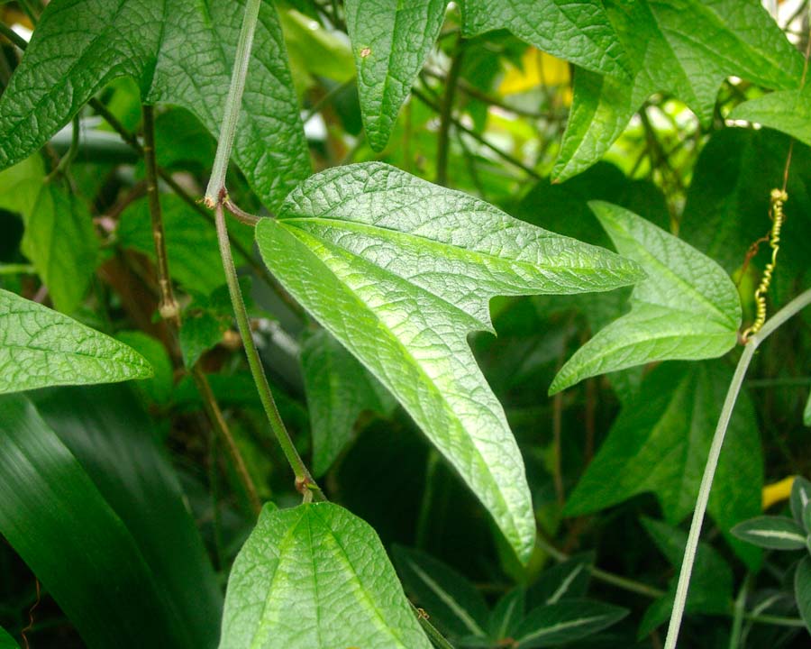Passiflora citrina - bi-lobed leaves