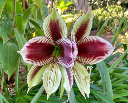 Hippeastrum papilio - Butterfly Hippeastrum - White to apple-green petals with burgundy markings