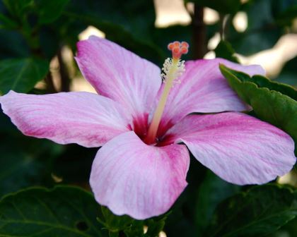 Hibiscus genevii or the Mandrinette is a critically endangered species from Mauritius