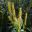 Epidendrum macrum