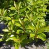 Arbutus andrachnoides, Hybrid Strawberry Tree
