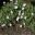 Geranium x lindavicum 'Apple Blossom'