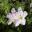 Geranium x lindavicum 'Apple Blossom'
