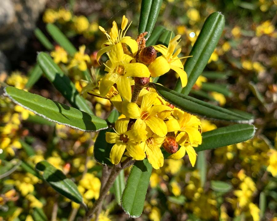 Phebalium whitei - clusters of open yellow flowers and oblanceolate leave