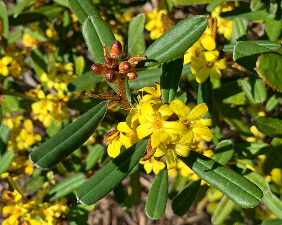 Phebalium whitei - Australian Native with cluster of yellow flowers in spring