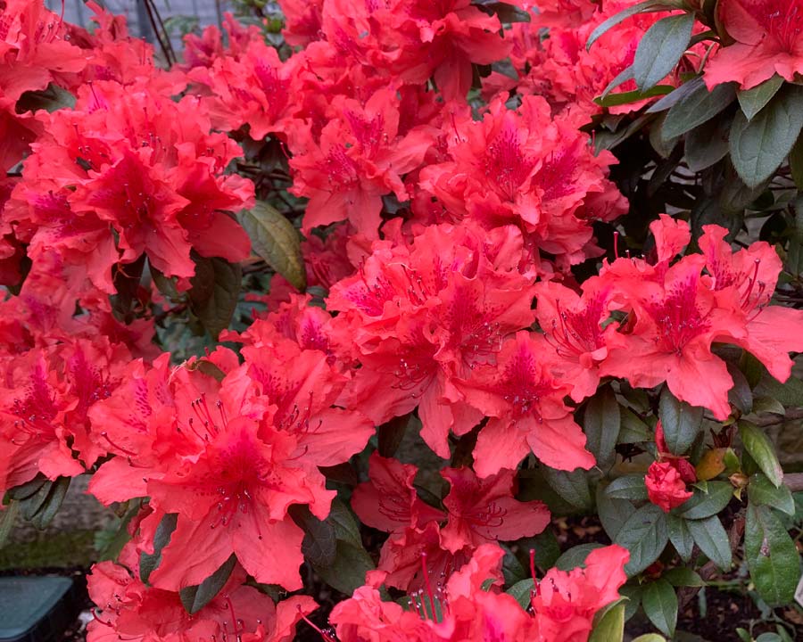 Rhododendron simsii