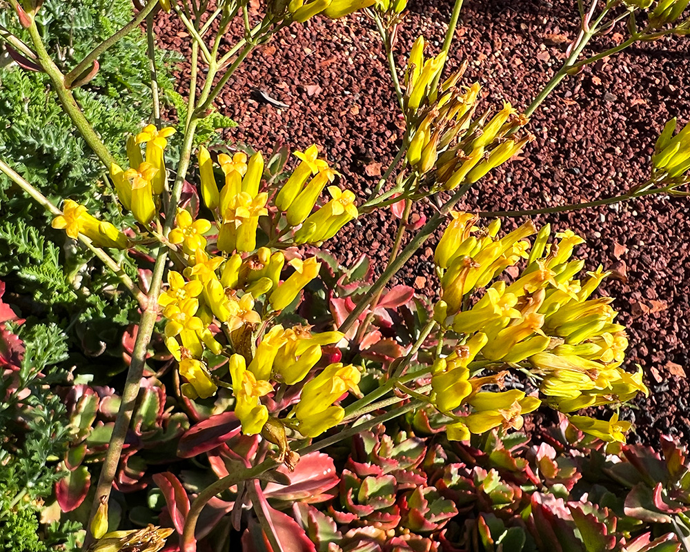 Kalanchoe crenata - yellow flowers on tall branched stalks