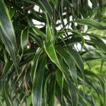 Dracaena angustifolia 