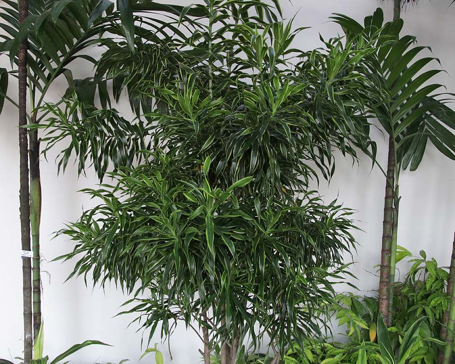 Dracaena angustifolia
