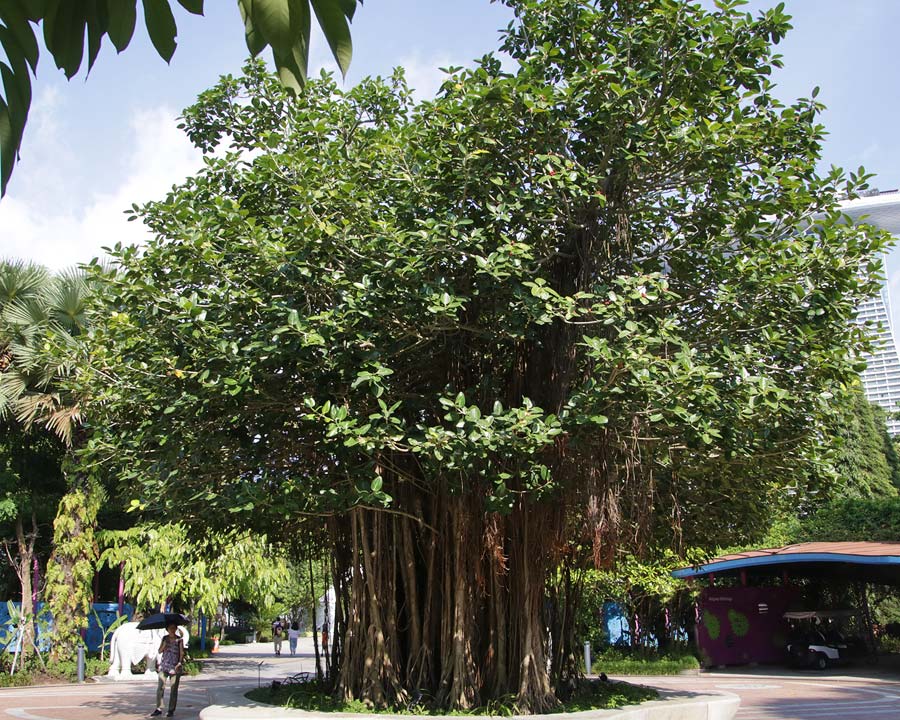 Ficus benghalensis, Banyan Tree