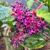 Medinilla cummingii - racemenes of deep pink berries turning purple