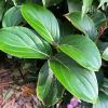 Medinilla magnifica large deep leaves with with promenent viens