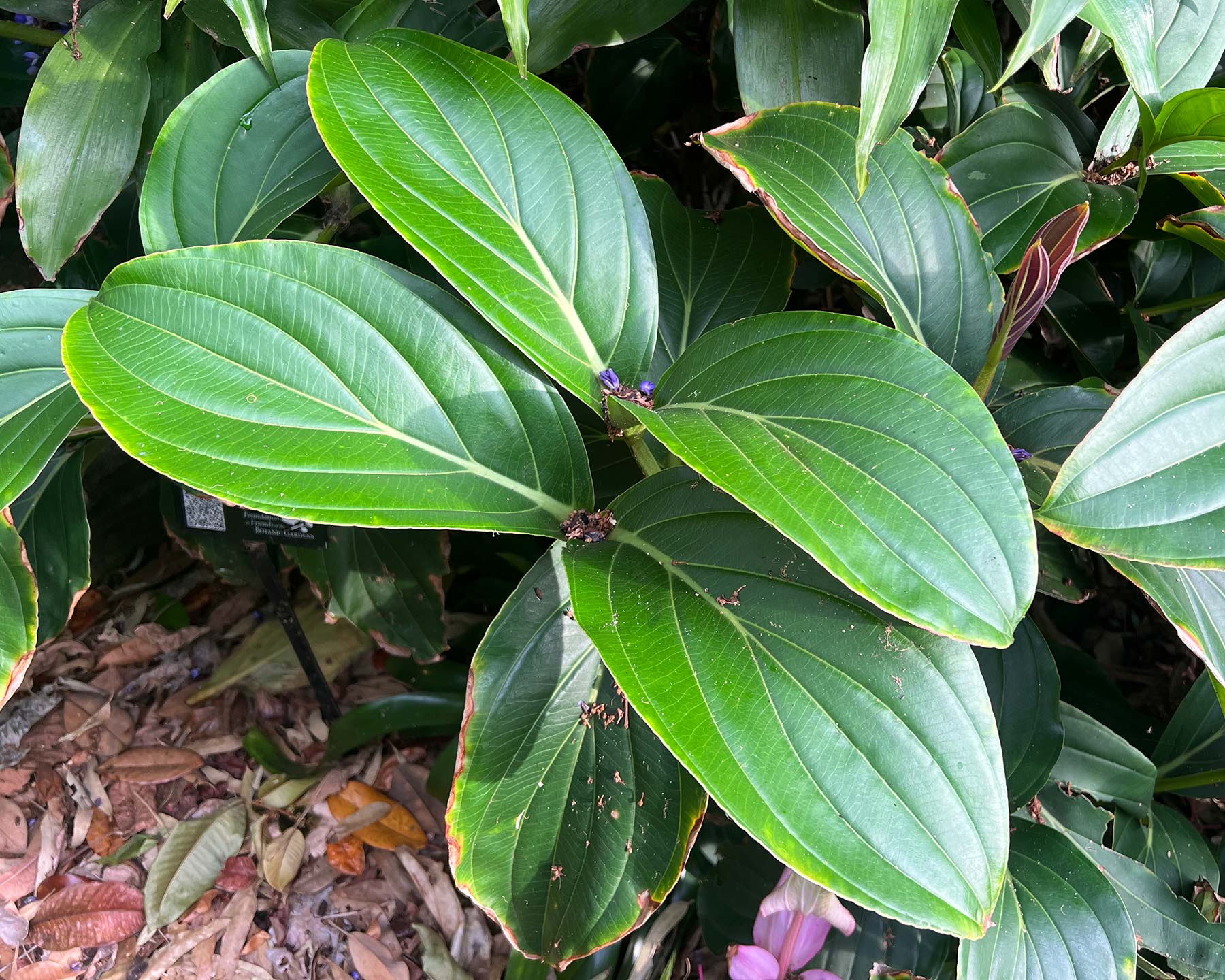 Medinilla magnifica large deep leaves with with promenent viens