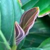 new leaf growth - Medinilla magnifica