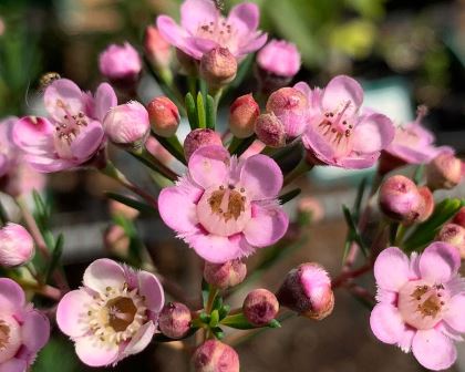 Chamelaucium x Verticordia 'Paddys Pink'