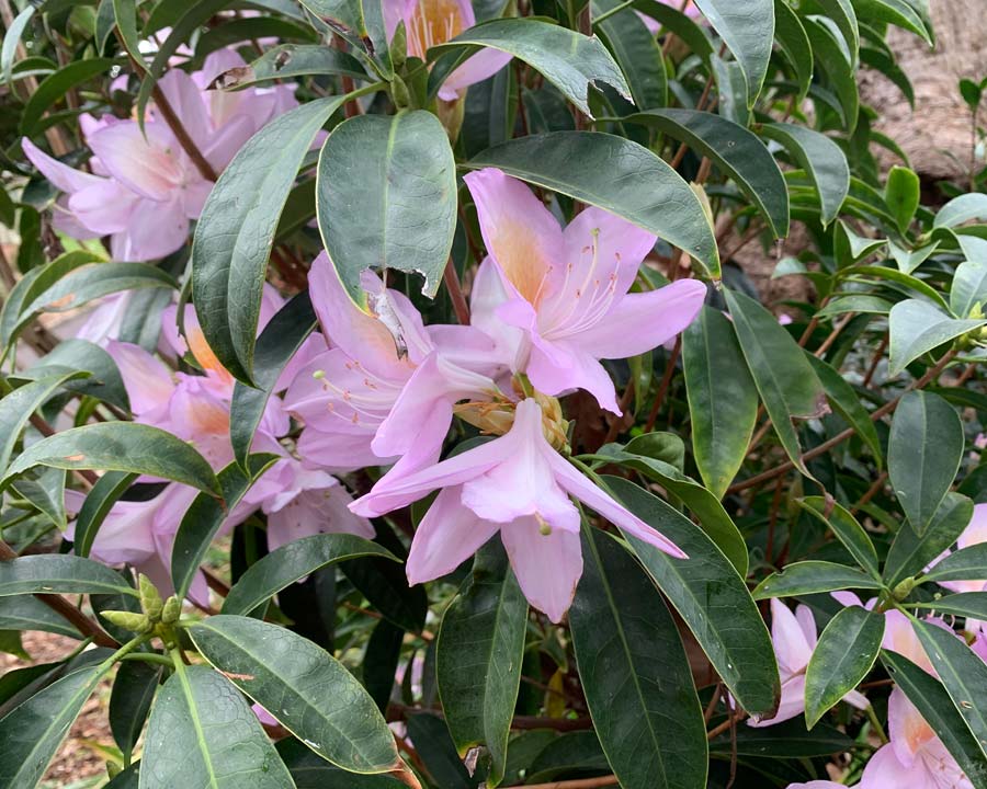 Rhododendron moulmainense, Westland's Rhododendron