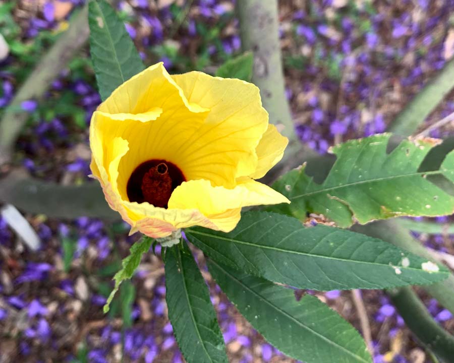 The yellow funnel shaped flower of Hibiscus heterophyllus luteus
