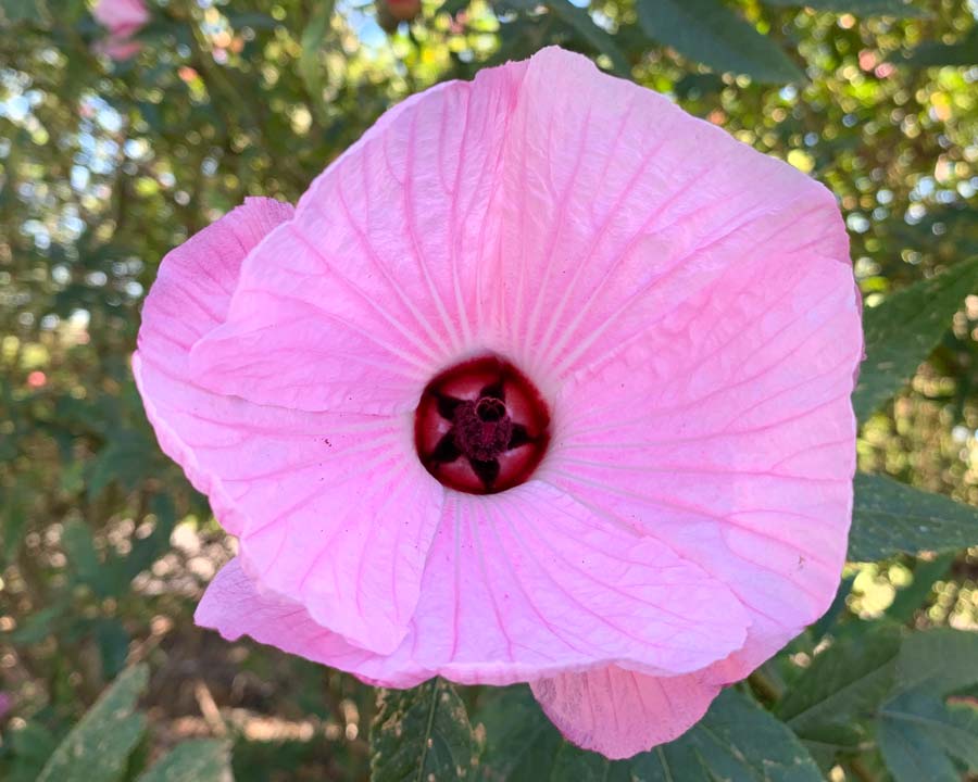 Hibiscus heterophyllus Pink
