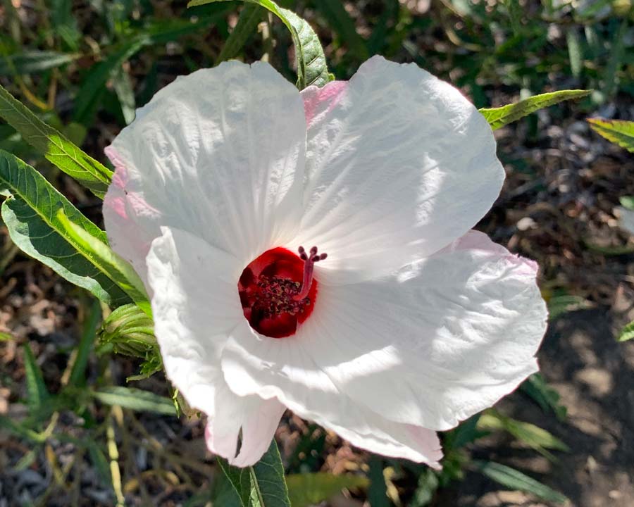 Hibiscus heterophyllus White