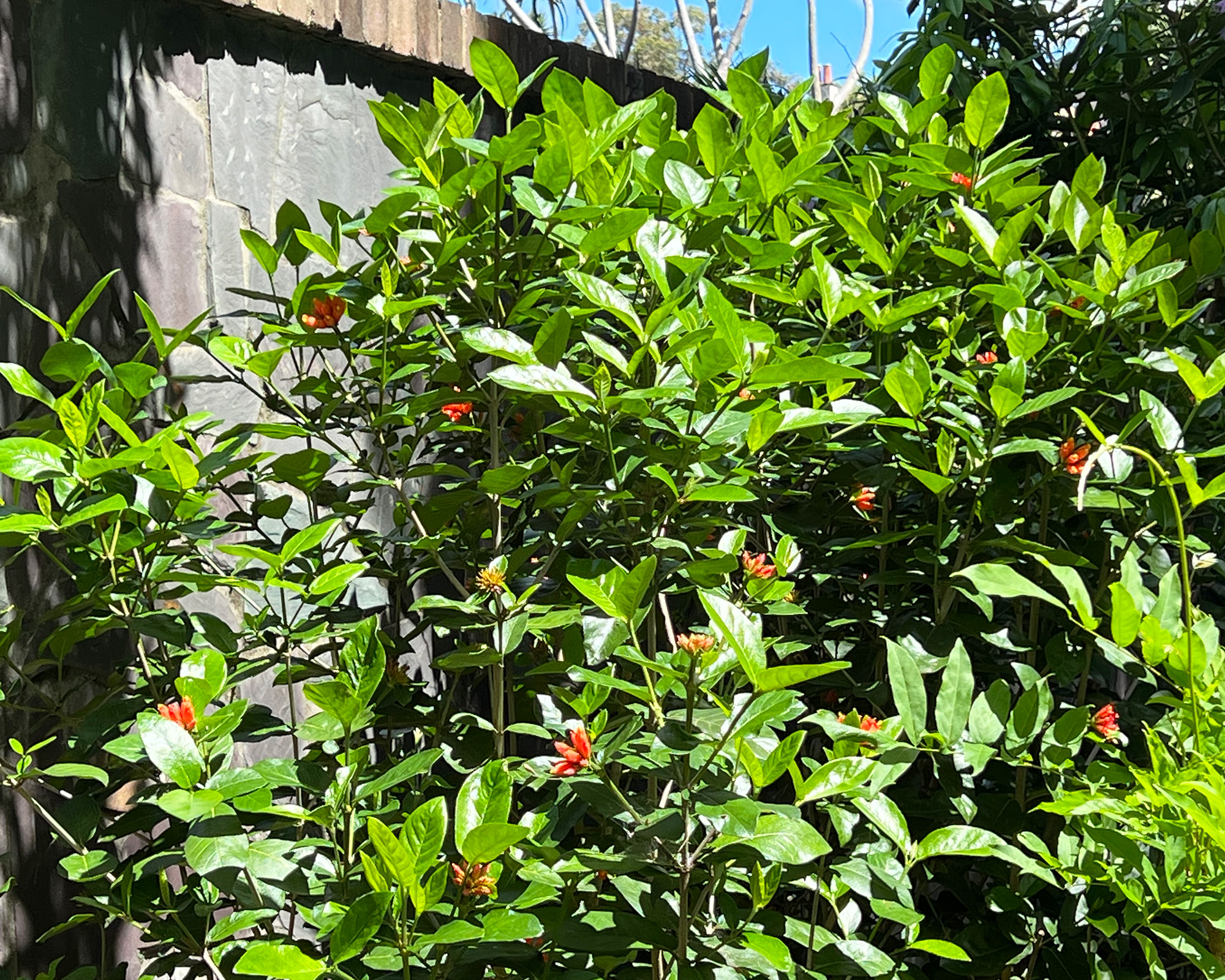 Burchellia bubalina, Wild Pomegranate