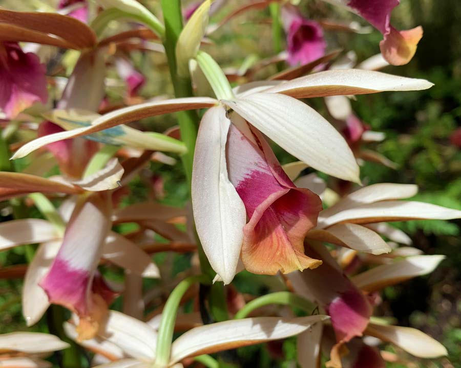 Phaius australis - Lesser Swamp Orchid