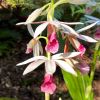 Phaius australis - the Lesser Swamp Orchid