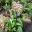 Phaius australis - Lesser Swamp Orchid