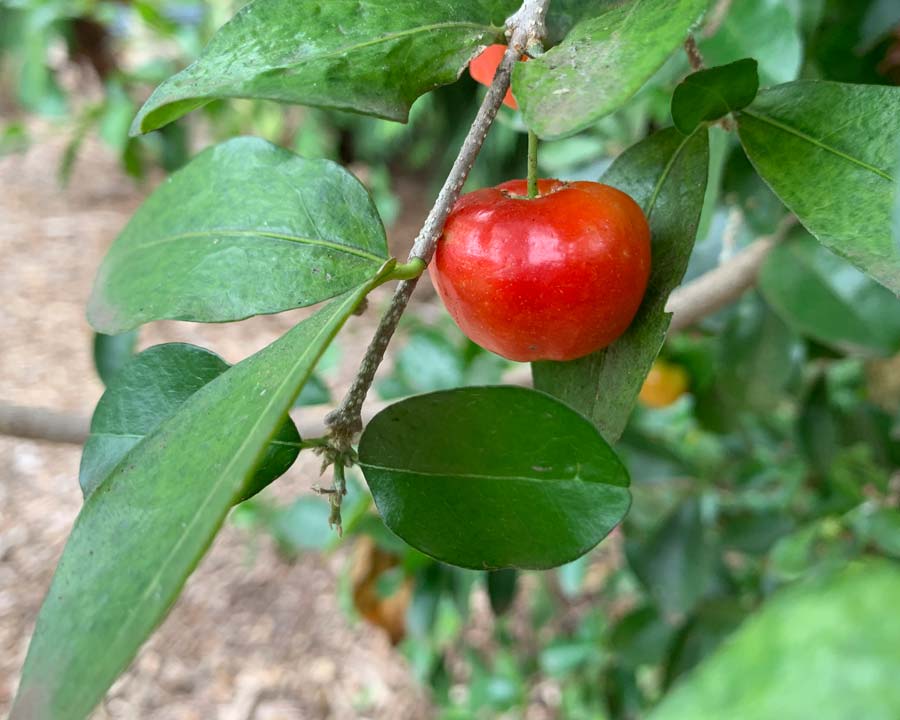 Malpighia glabra, Barbados Cherry