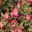 Deep Pink flowers with Chartreuse green centre  - Leptospermum 'Lipstick'