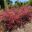 Leptospermum 'Merinda' - a mass of small pink flowers in spring