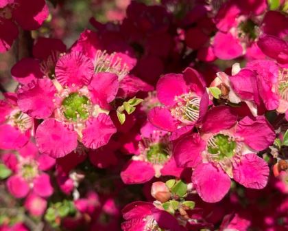 Deep Pink flowers of Leptospermum 'Riot'
