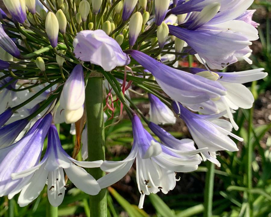 Agapanthus africanus 'Twister' flowers have purple throats fading to white petals