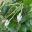 Posoqueria longiflora, Needle flower
