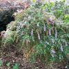 Buddleja lindleyana - towards the end of its flowering season